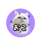 YouTuberまーくんの猫つみれ「エキゾチック（個別スタンプ：29）