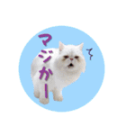 YouTuberまーくんの猫つみれ「エキゾチック（個別スタンプ：30）