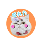 YouTuberまーくんの猫つみれ「エキゾチック（個別スタンプ：31）