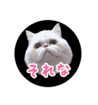 YouTuberまーくんの猫つみれ「エキゾチック（個別スタンプ：32）