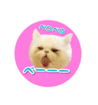 YouTuberまーくんの猫つみれ「エキゾチック（個別スタンプ：33）