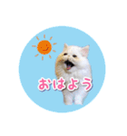 YouTuberまーくんの猫つみれ「エキゾチック（個別スタンプ：34）
