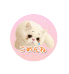 YouTuberまーくんの猫つみれ「エキゾチック（個別スタンプ：35）