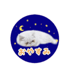 YouTuberまーくんの猫つみれ「エキゾチック（個別スタンプ：36）