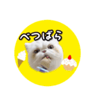 YouTuberまーくんの猫つみれ「エキゾチック（個別スタンプ：37）