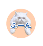YouTuberまーくんの猫つみれ「エキゾチック（個別スタンプ：38）