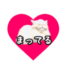 YouTuberまーくんの猫つみれ「エキゾチック（個別スタンプ：39）