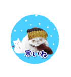 YouTuberまーくんの猫つみれ「エキゾチック（個別スタンプ：40）
