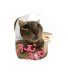 ベンガル猫つくねのスタンプ（個別スタンプ：2）