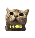 みねまるスタンプ（猫のみねことまるお）（個別スタンプ：3）