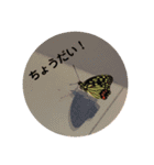 meg222（個別スタンプ：16）
