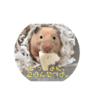 ハムスタ2018-（個別スタンプ：3）