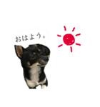 「実写！」うちのあにまるず。（個別スタンプ：5）