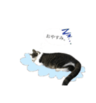 「実写！」うちのあにまるず。（個別スタンプ：7）