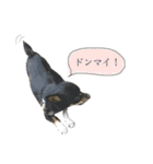 「実写！」うちのあにまるず。（個別スタンプ：10）