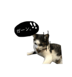 「実写！」うちのあにまるず。（個別スタンプ：13）