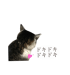 「実写！」うちのあにまるず。（個別スタンプ：16）