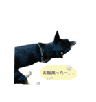 「実写！」うちのあにまるず。（個別スタンプ：23）