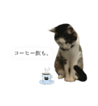 「実写！」うちのあにまるず。（個別スタンプ：24）