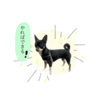 「実写！」うちのあにまるず。（個別スタンプ：26）