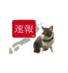 「実写！」うちのあにまるず。（個別スタンプ：27）