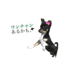 「実写！」うちのあにまるず。（個別スタンプ：29）
