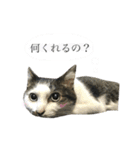 「実写！」うちのあにまるず。（個別スタンプ：30）