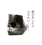 「実写！」うちのあにまるず。（個別スタンプ：37）