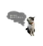 「実写！」うちのあにまるず。（個別スタンプ：40）