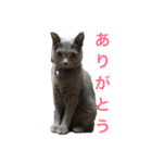 Tama′s life（個別スタンプ：2）