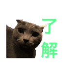 Tama′s life（個別スタンプ：3）