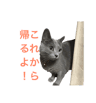 Tama′s life（個別スタンプ：5）