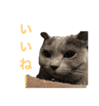 Tama′s life（個別スタンプ：6）