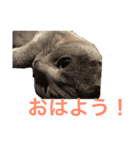 Tama′s life（個別スタンプ：7）