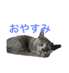 Tama′s life（個別スタンプ：8）