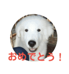 ピレニーズ小太郎と仲間たち（個別スタンプ：1）