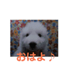 ピレニーズ小太郎と仲間たち（個別スタンプ：3）
