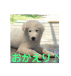 ピレニーズ小太郎と仲間たち（個別スタンプ：8）