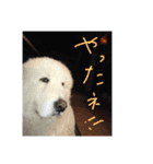 ピレニーズ小太郎と仲間たち（個別スタンプ：9）