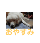ピレニーズ小太郎と仲間たち（個別スタンプ：12）
