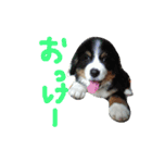 ピレニーズ小太郎と仲間たち（個別スタンプ：14）