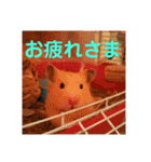 ピレニーズ小太郎と仲間たち（個別スタンプ：16）