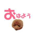 トイプーmintoのスタンプ3❤️（個別スタンプ：1）