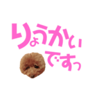 トイプーmintoのスタンプ3❤️（個別スタンプ：10）