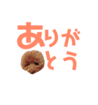トイプーmintoのスタンプ3❤️（個別スタンプ：13）