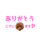 トイプーmintoのスタンプ3❤️（個別スタンプ：14）