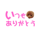 トイプーmintoのスタンプ3❤️（個別スタンプ：15）
