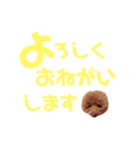 トイプーmintoのスタンプ3❤️（個別スタンプ：19）