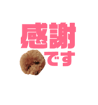 トイプーmintoのスタンプ3❤️（個別スタンプ：20）