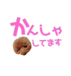 トイプーmintoのスタンプ3❤️（個別スタンプ：21）